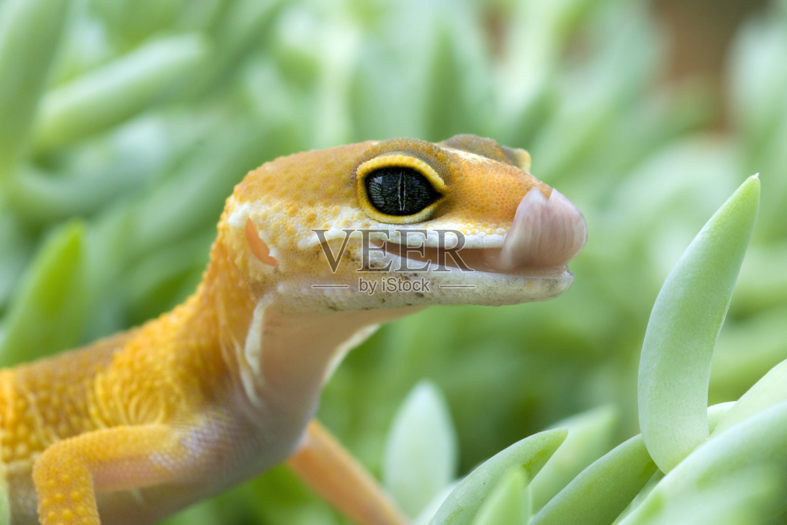 豹壁虎舔他的嘴唇。照片摄影图片