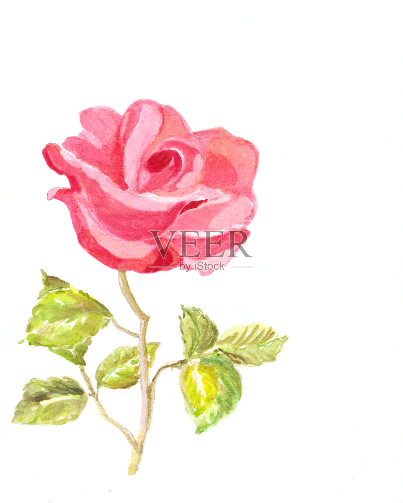 水彩画粉色玫瑰与白色复制空间插画图片素材