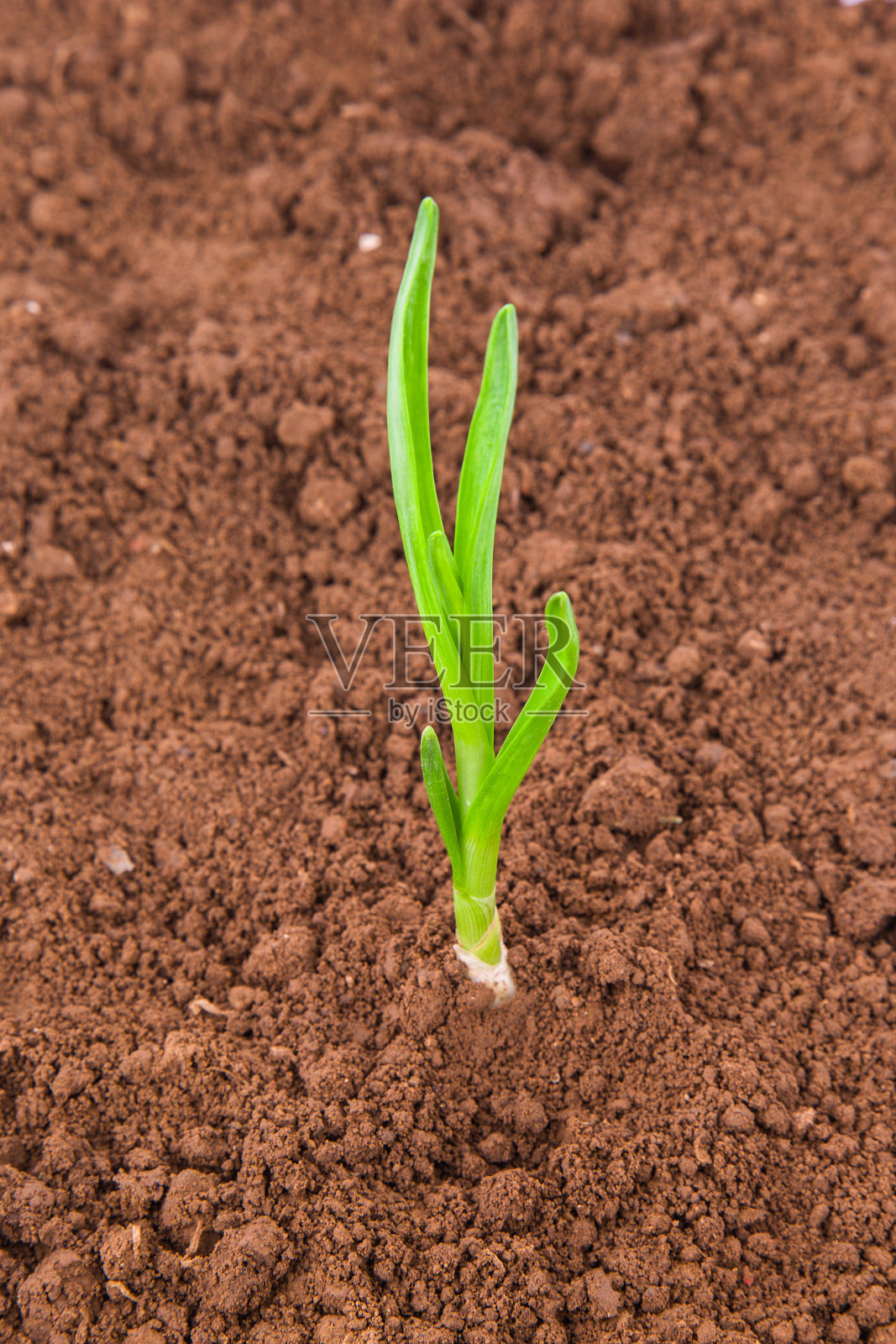 泥土中的大蒜照片摄影图片