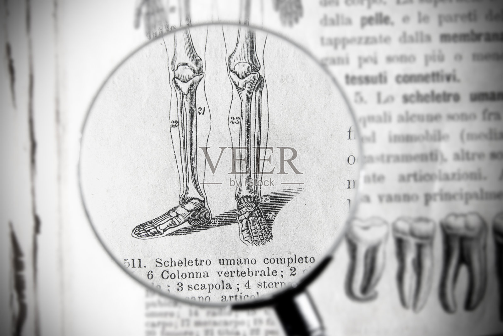 古董医学书籍上的放大镜显示骨骼部分插画图片素材
