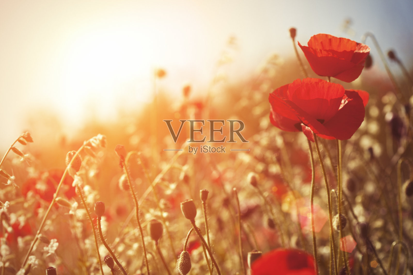 罂粟照片摄影图片