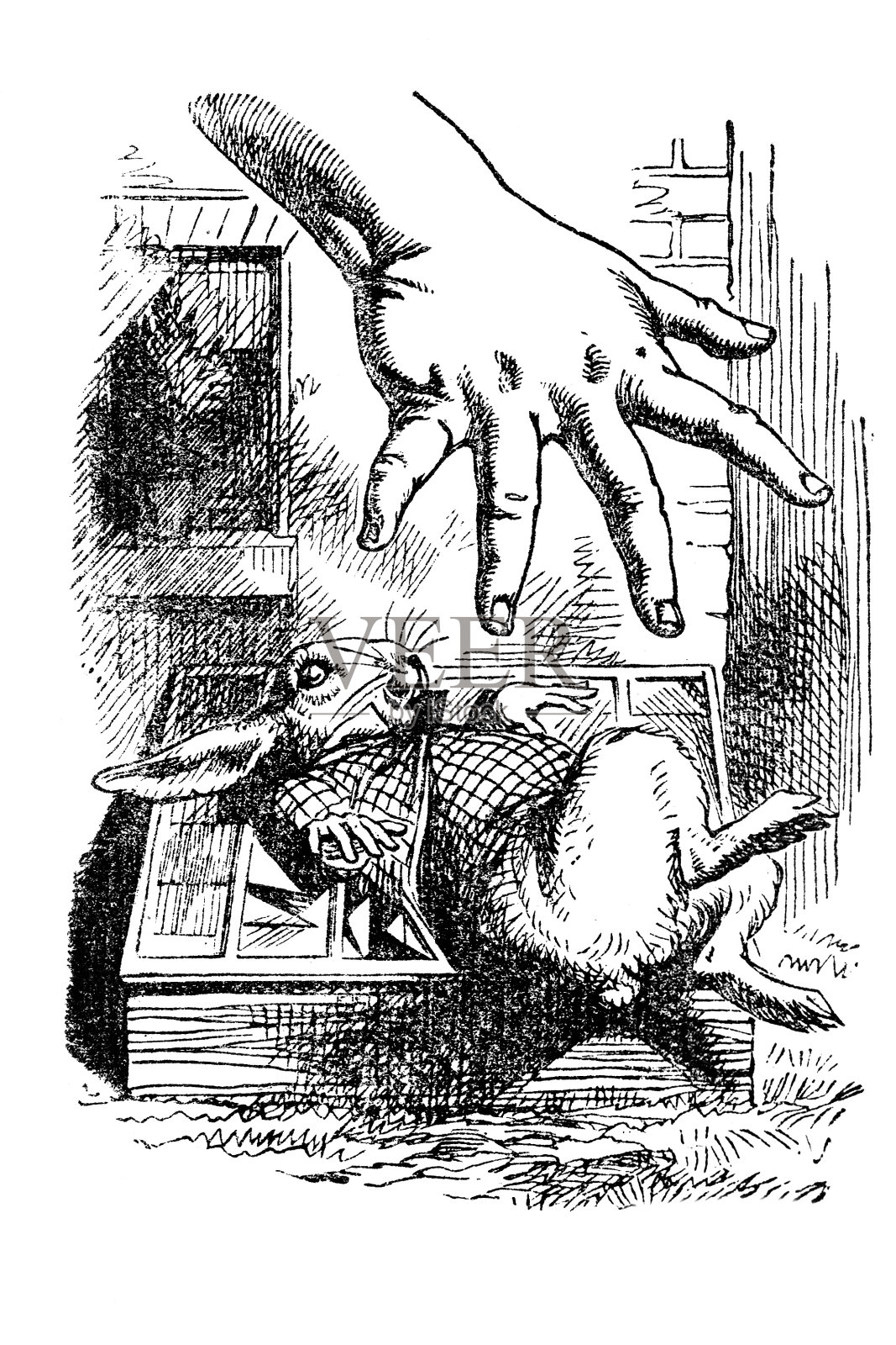 爱丽丝伸手去抓白兔插画图片素材