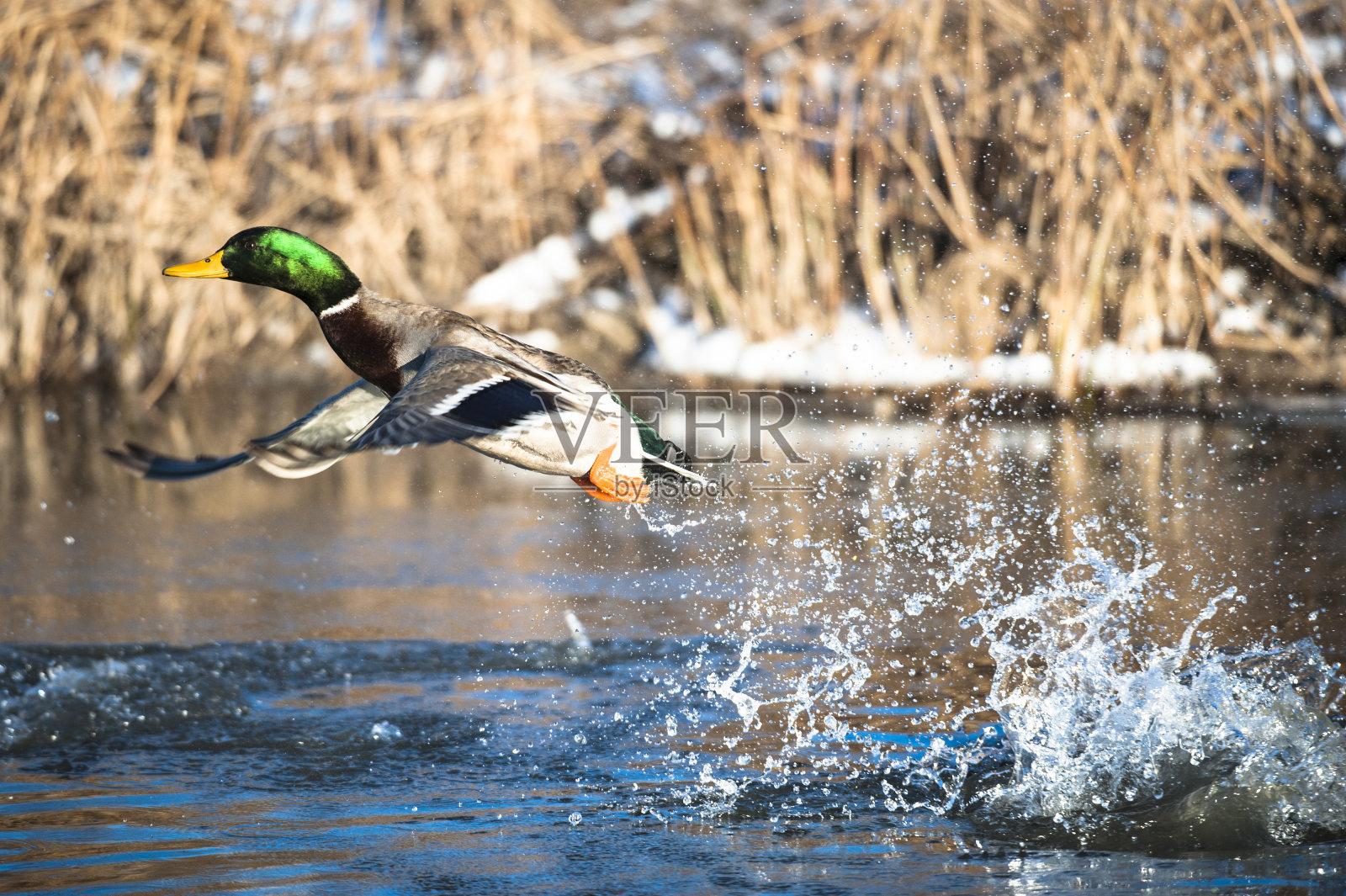 起飞照片摄影图片