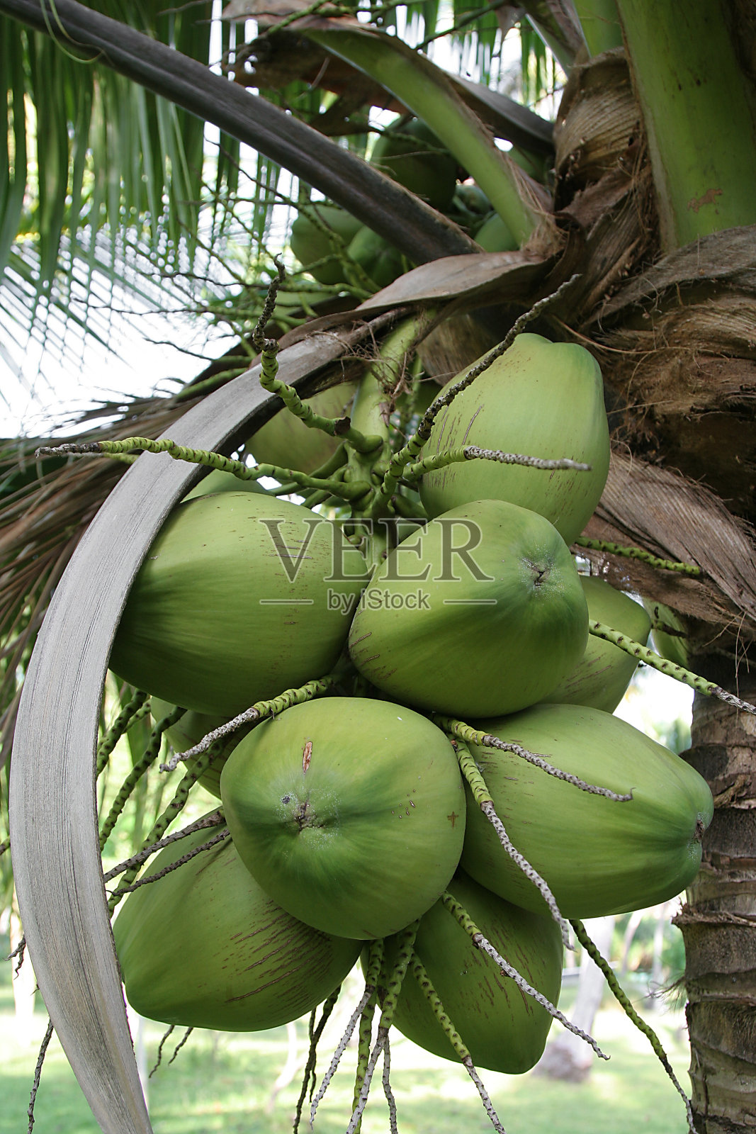 椰子照片摄影图片