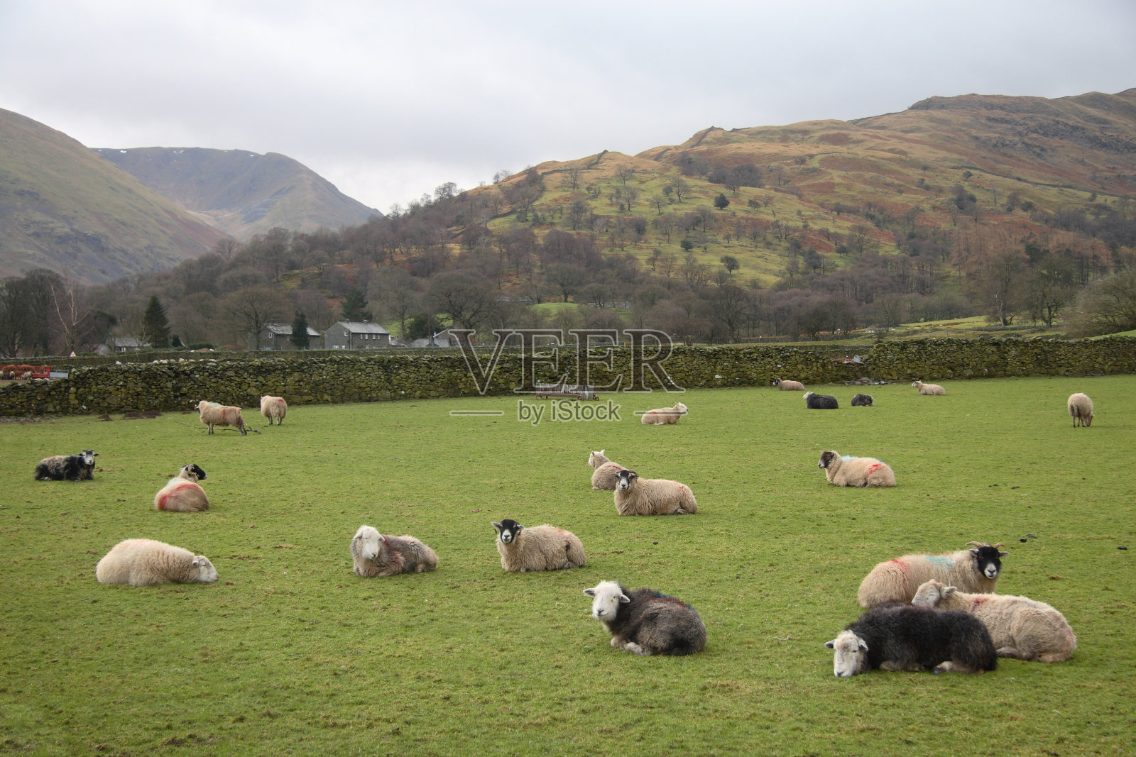 英国山谷中休息的绵羊照片摄影图片