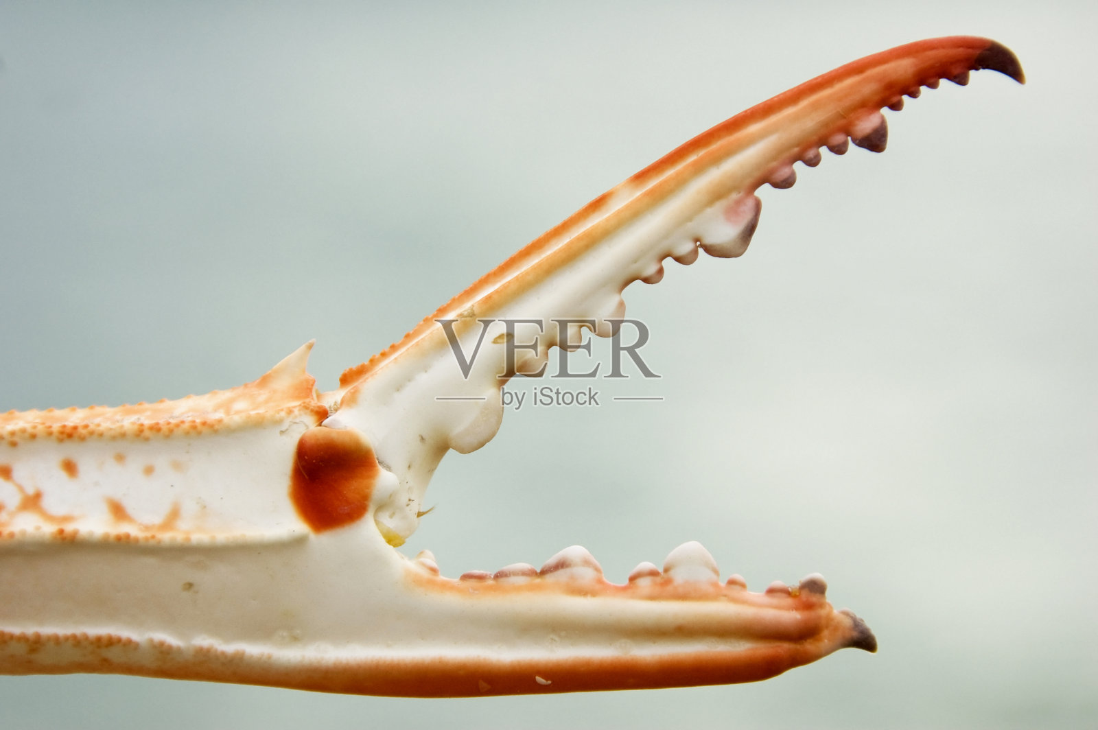 爪照片摄影图片