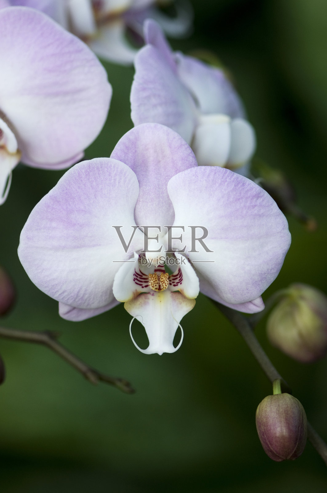 苍白的兰花照片摄影图片