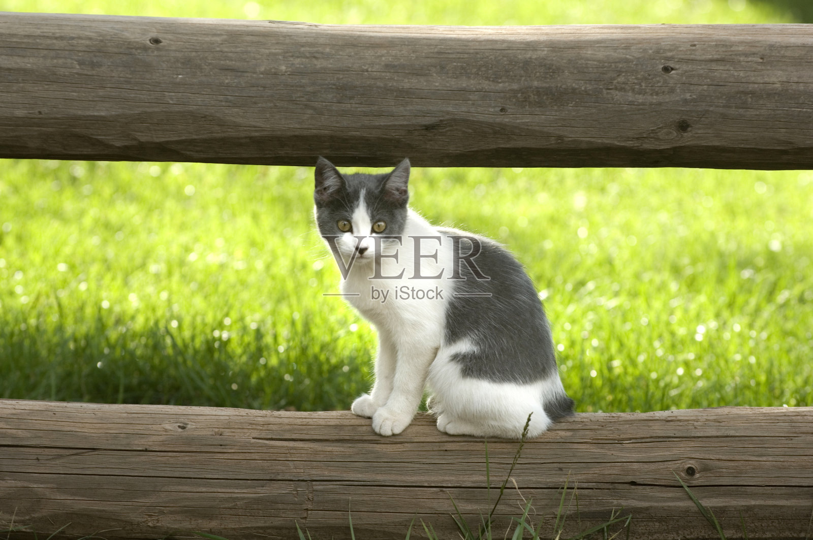 猫照片摄影图片