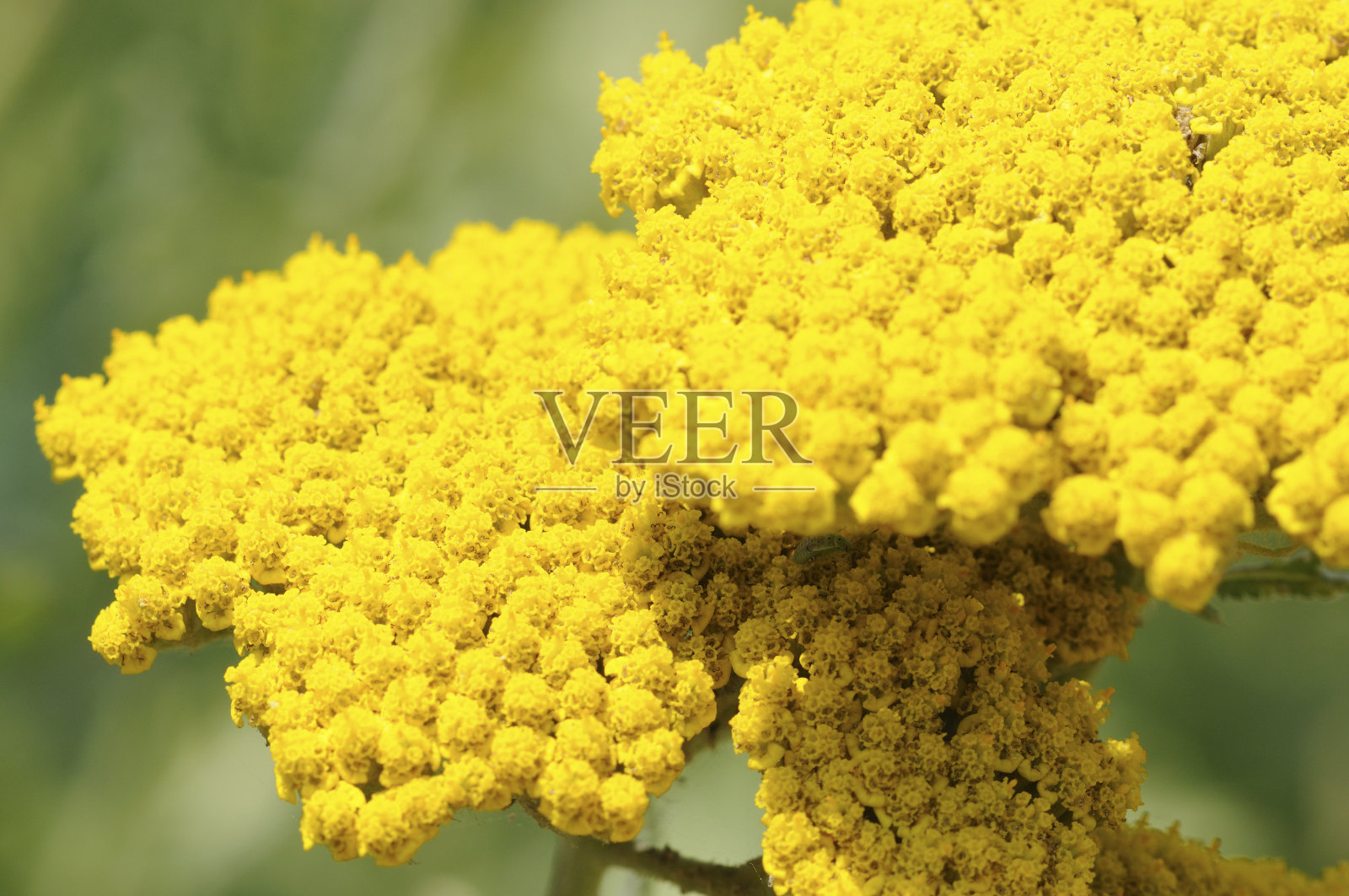 黄蓍草照片摄影图片