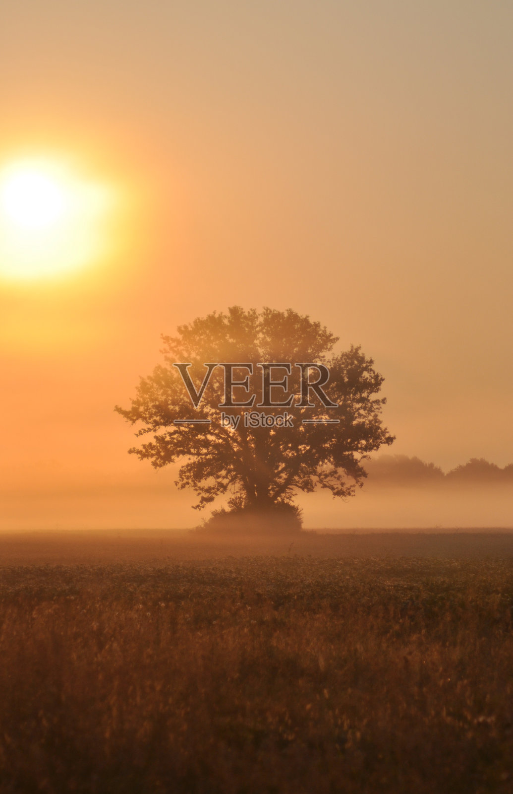 薄雾秋日清晨的橡树4照片摄影图片