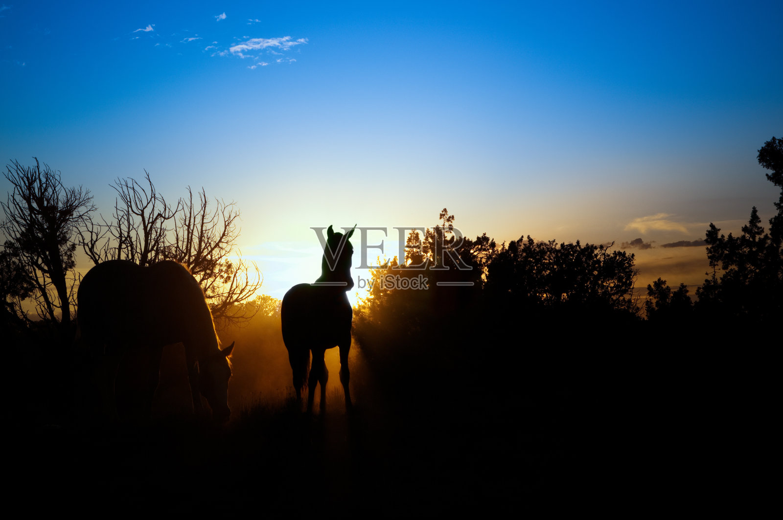 野马照片摄影图片