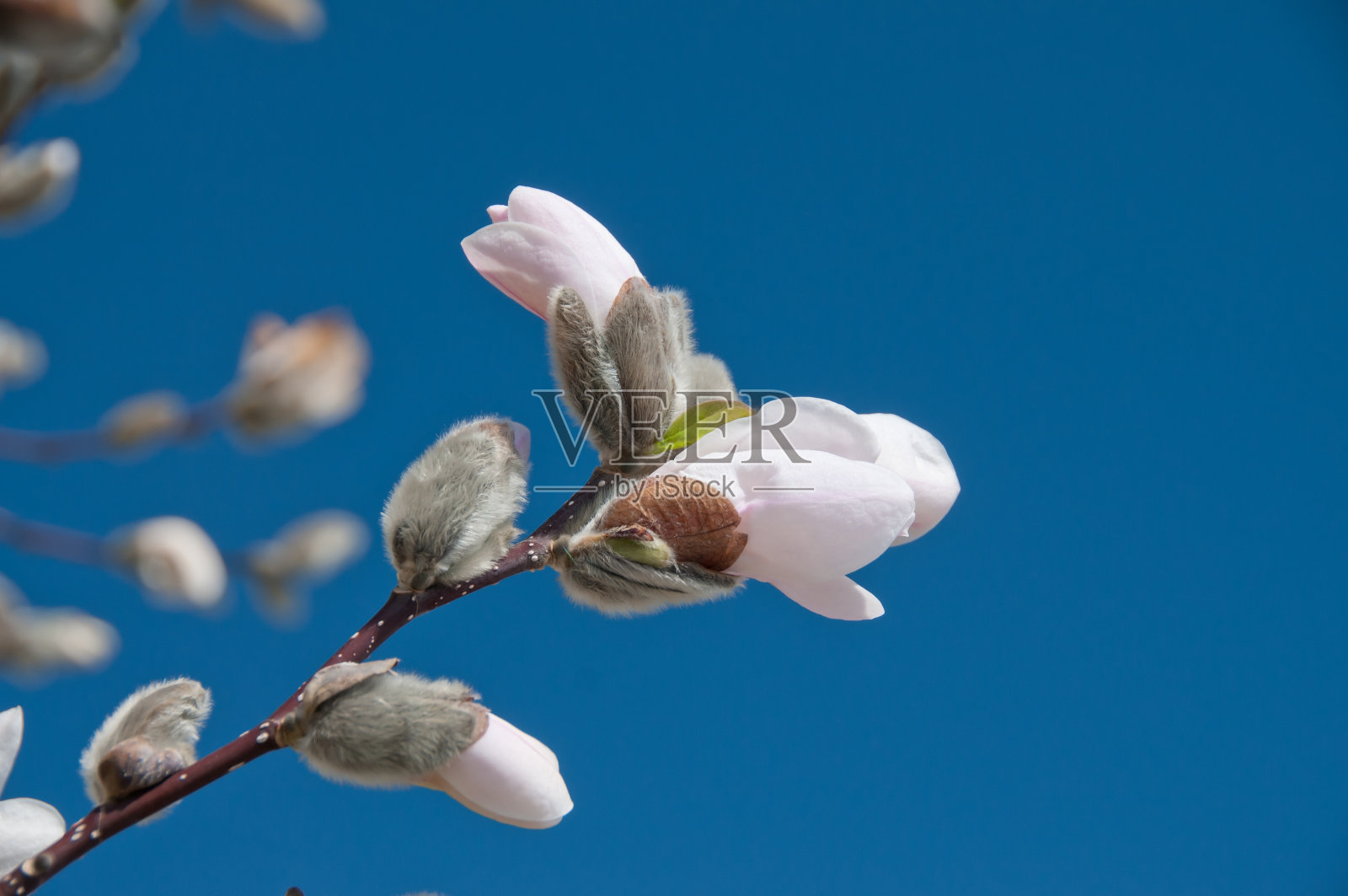 木兰开花照片摄影图片