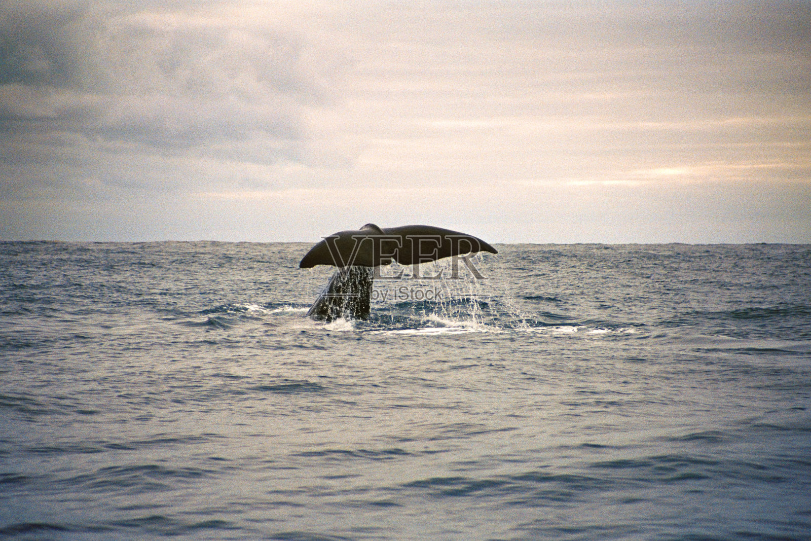 鲸鱼侥幸做成照片摄影图片