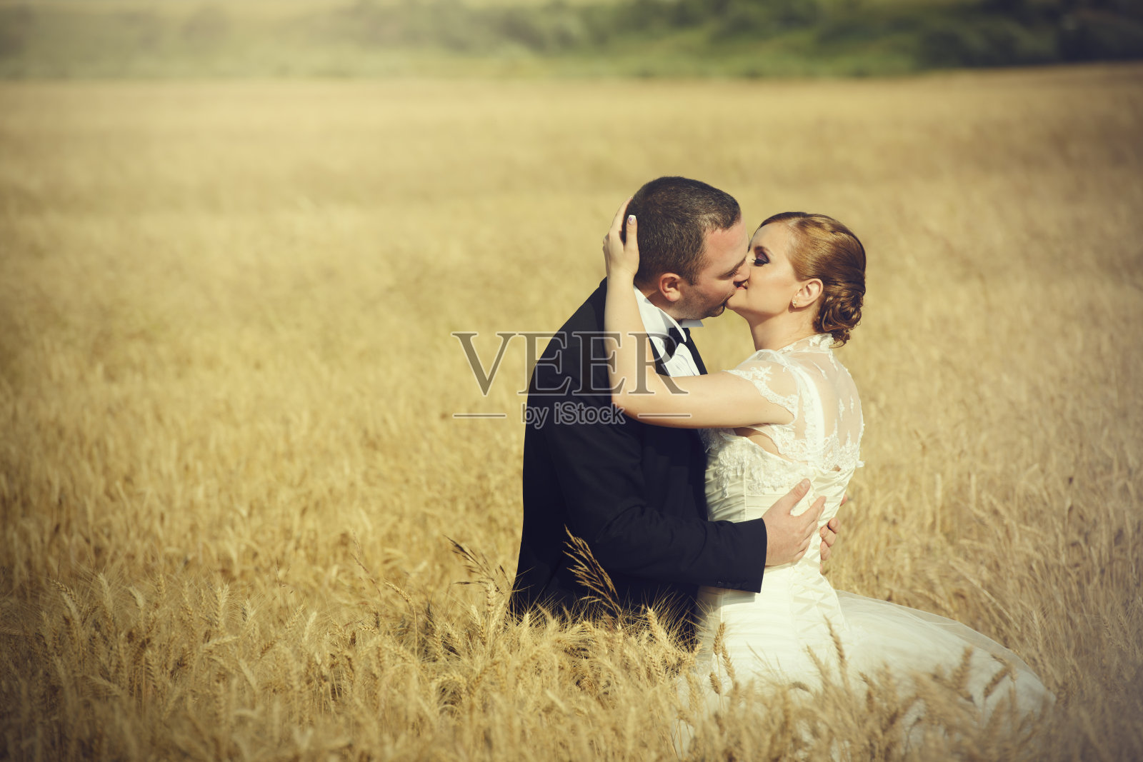 新郎在玉米地里接吻照片摄影图片