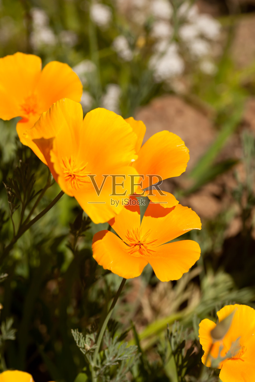 加州罂粟照片摄影图片