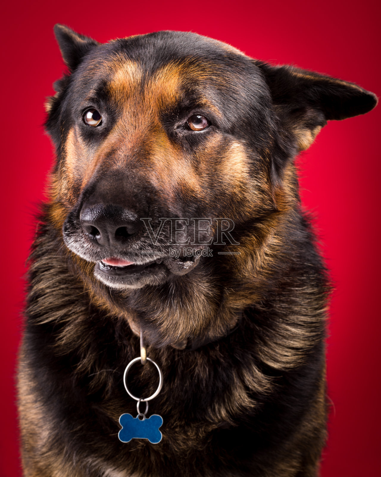 带着斯米克的年长德国牧羊犬照片摄影图片