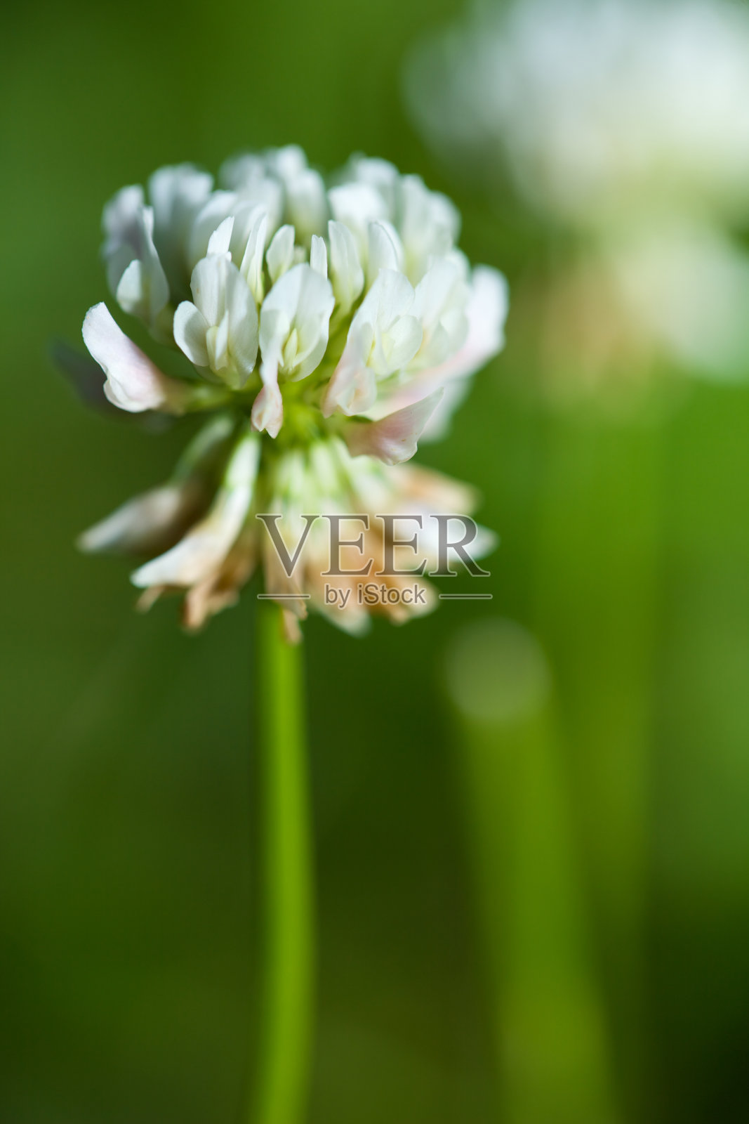 白车轴草照片摄影图片