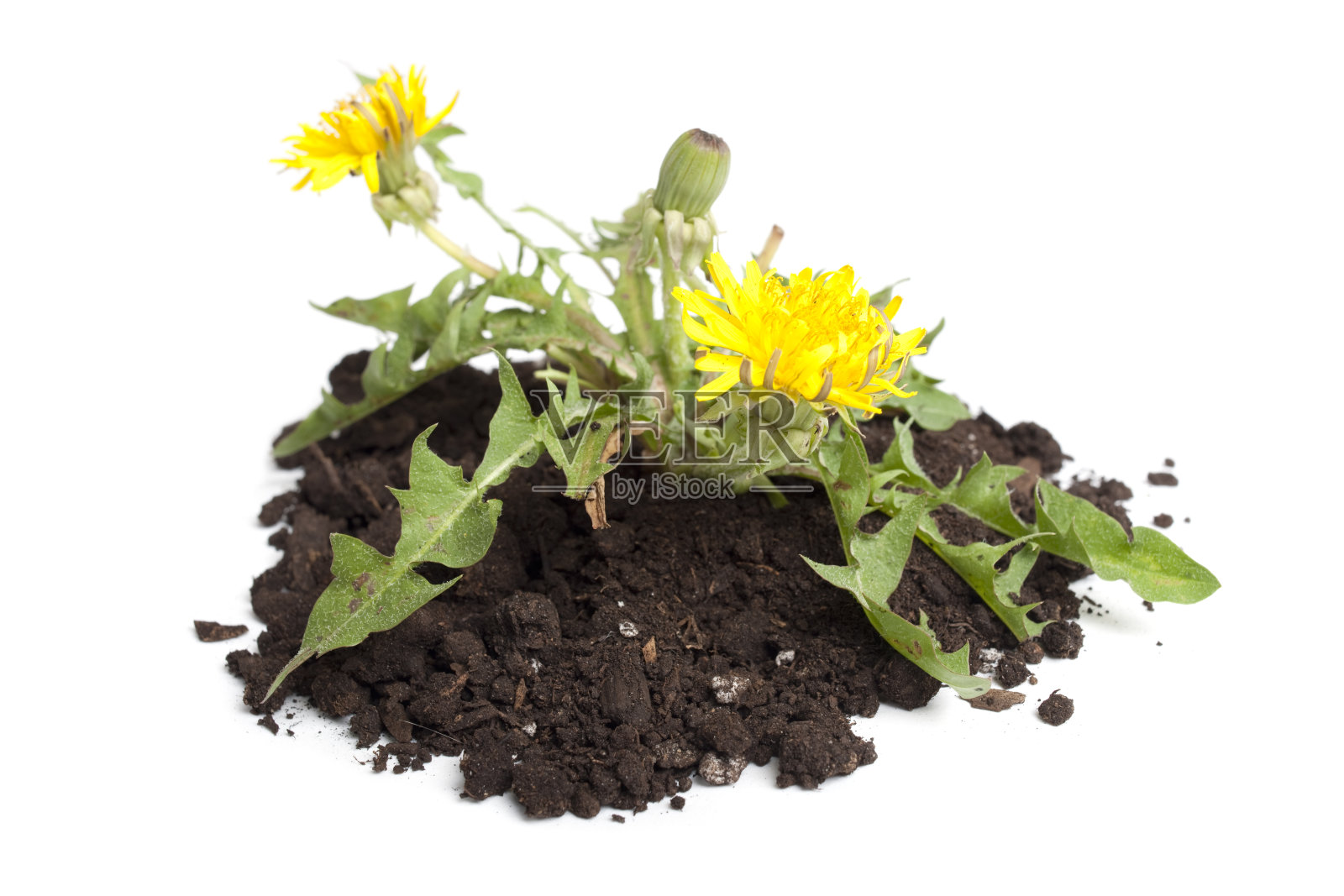 蒲公英照片摄影图片