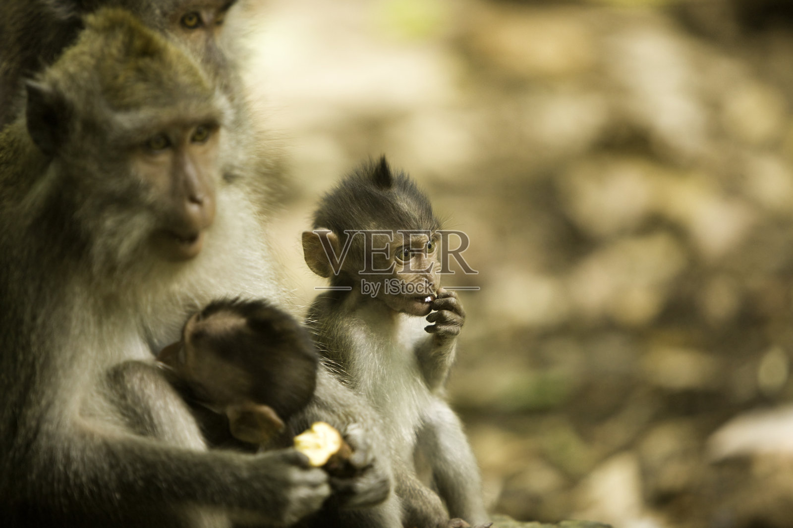 长尾猕猴照片摄影图片