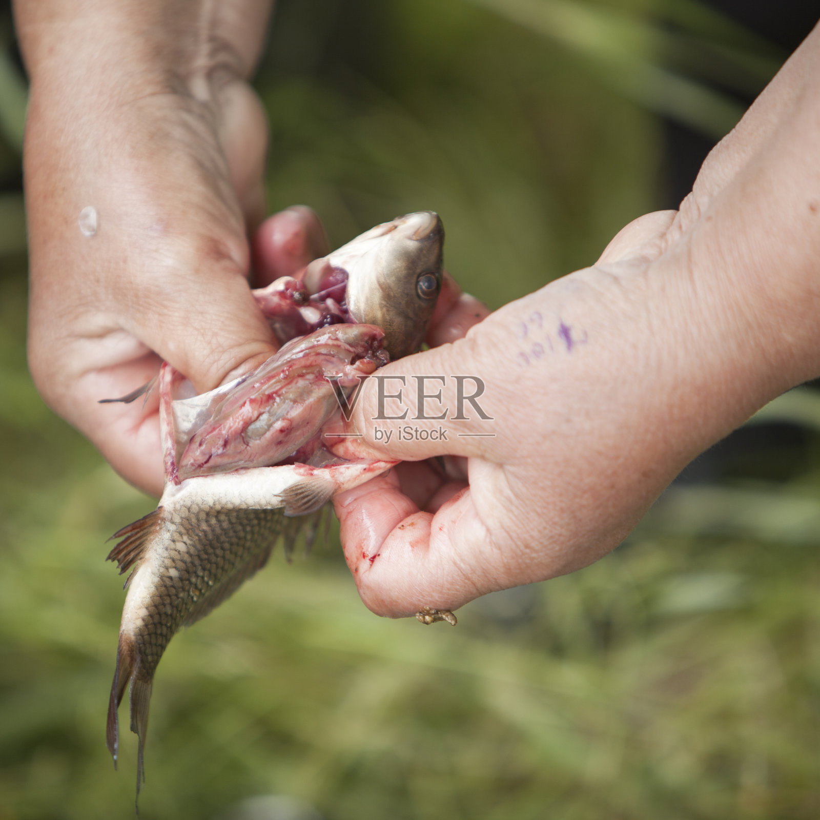 渔场鱼类管制准备工作。照片摄影图片