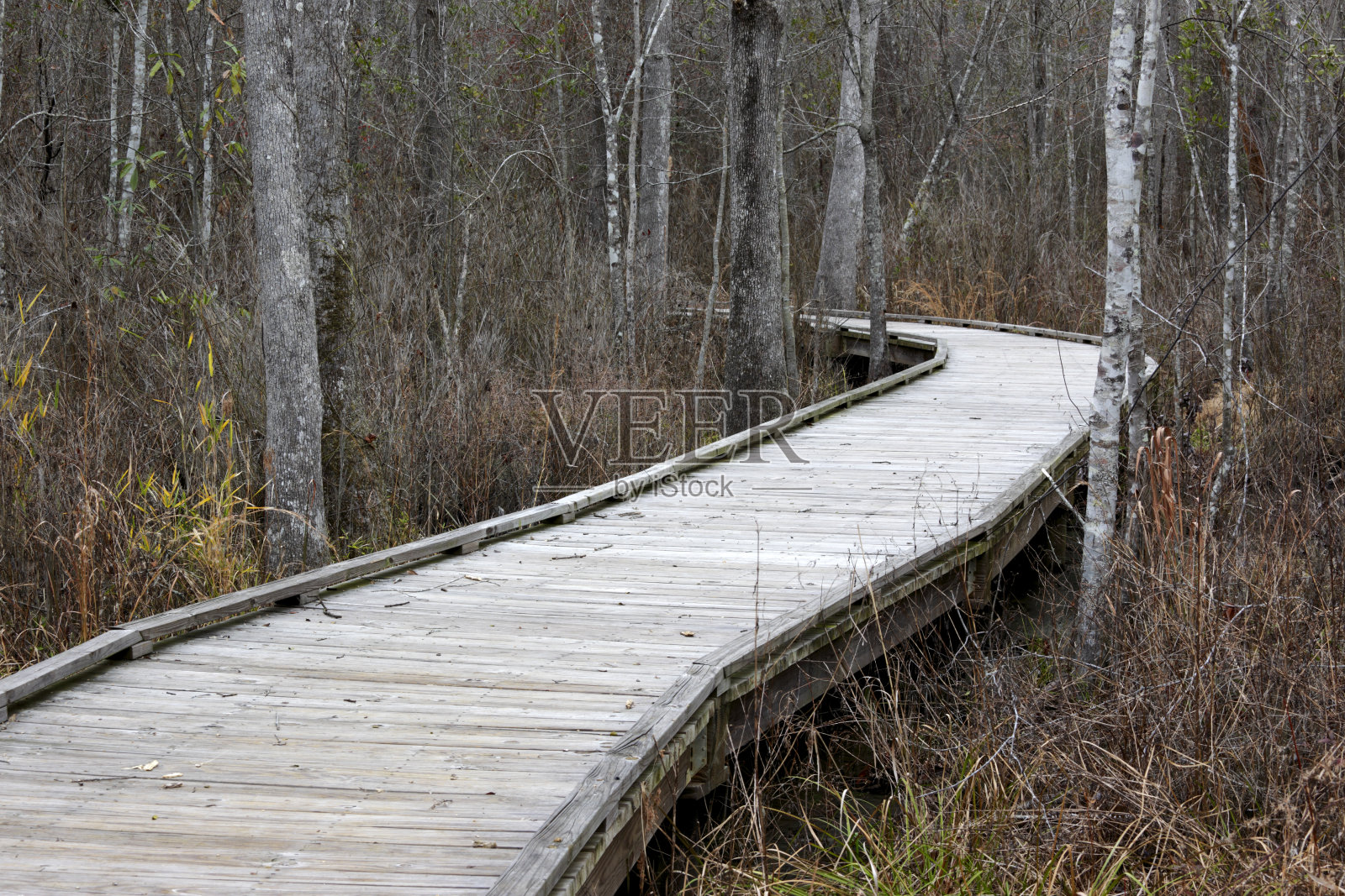 沼泽木板路照片摄影图片