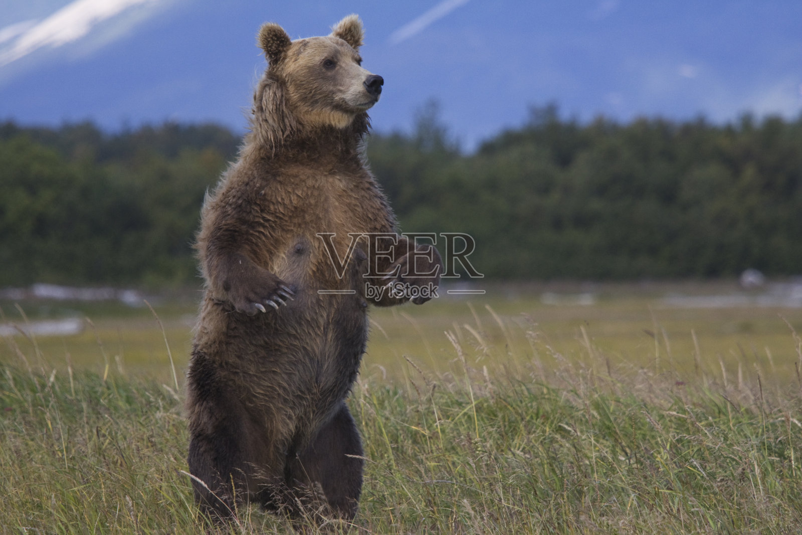 棕熊照片摄影图片