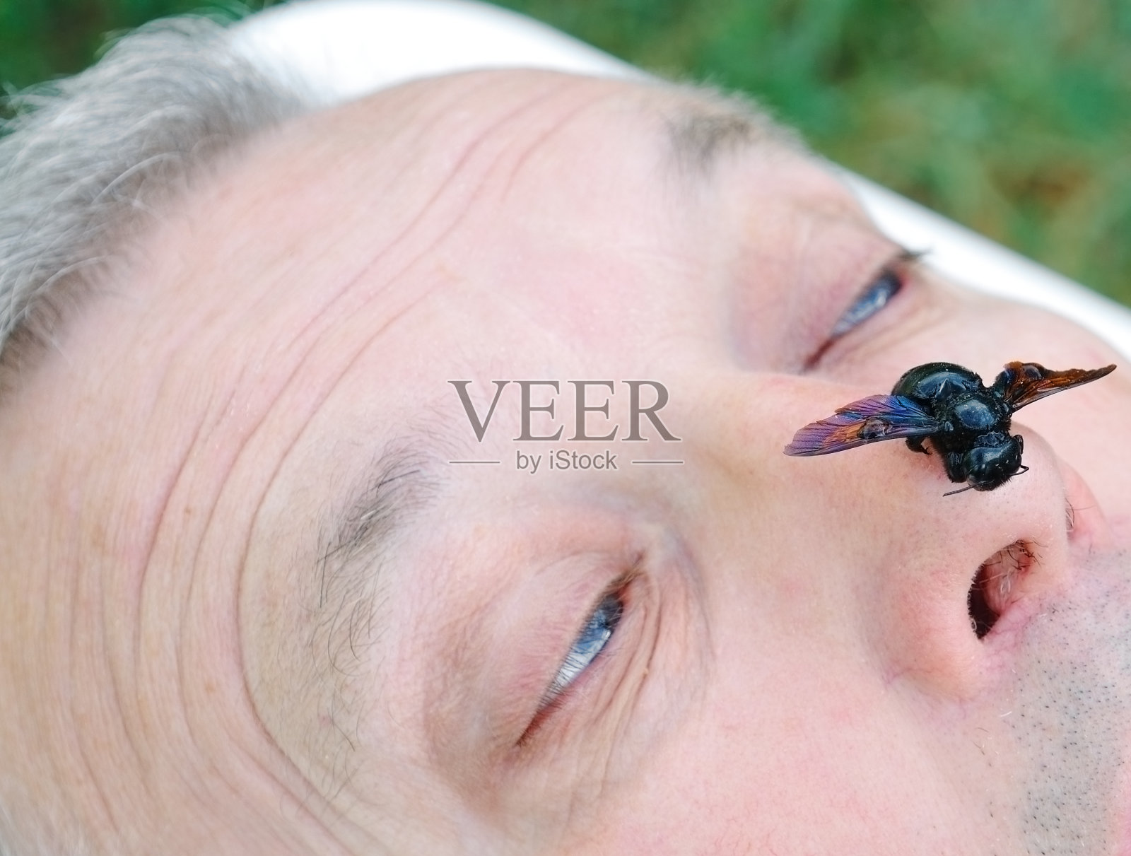 人鼻子上的蜜蜂照片摄影图片