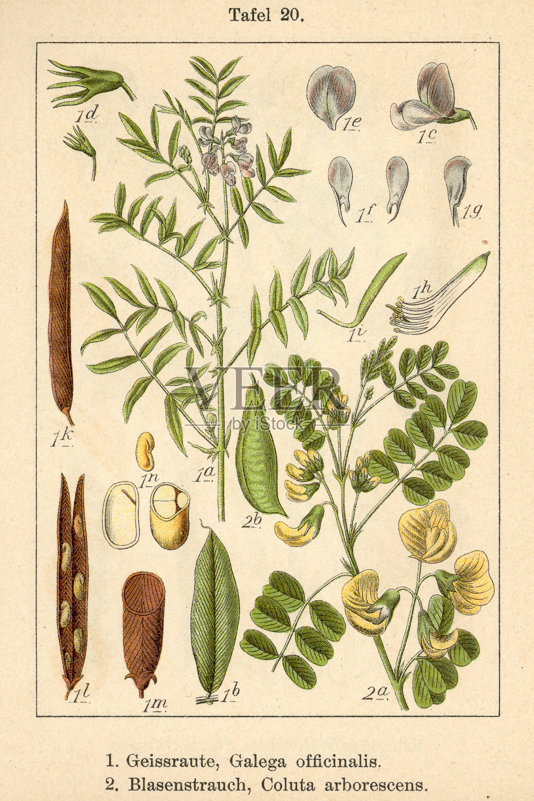 植物菲亚 v09 t20 加莱加的胸围和科卢塔植物插画图片素材