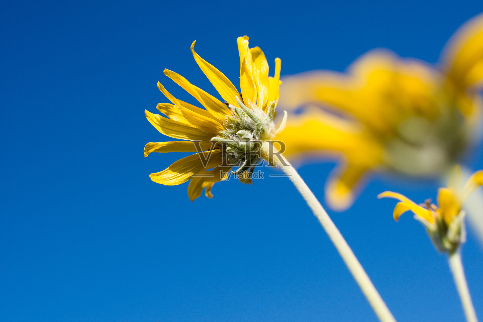 野生向日葵照片摄影图片