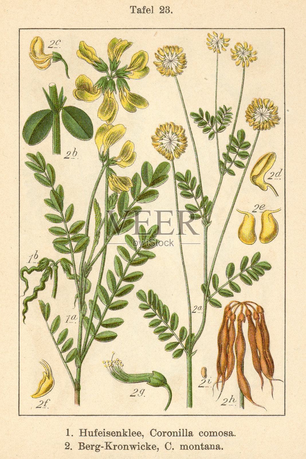 植物菲亚 v09 t23 科罗尼拉科莫萨和蒙塔纳插画图片素材