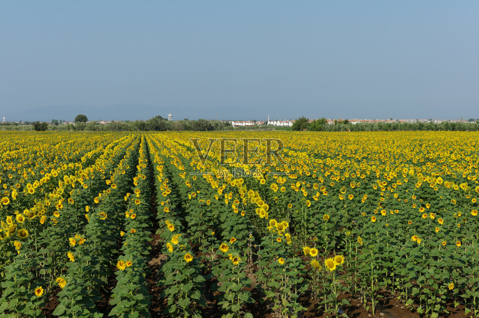 土耳其爱琴海海岸田野上的向日葵照片摄影图片