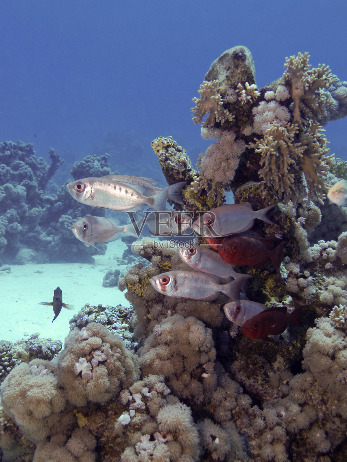 常见的大眼鲷照片摄影图片