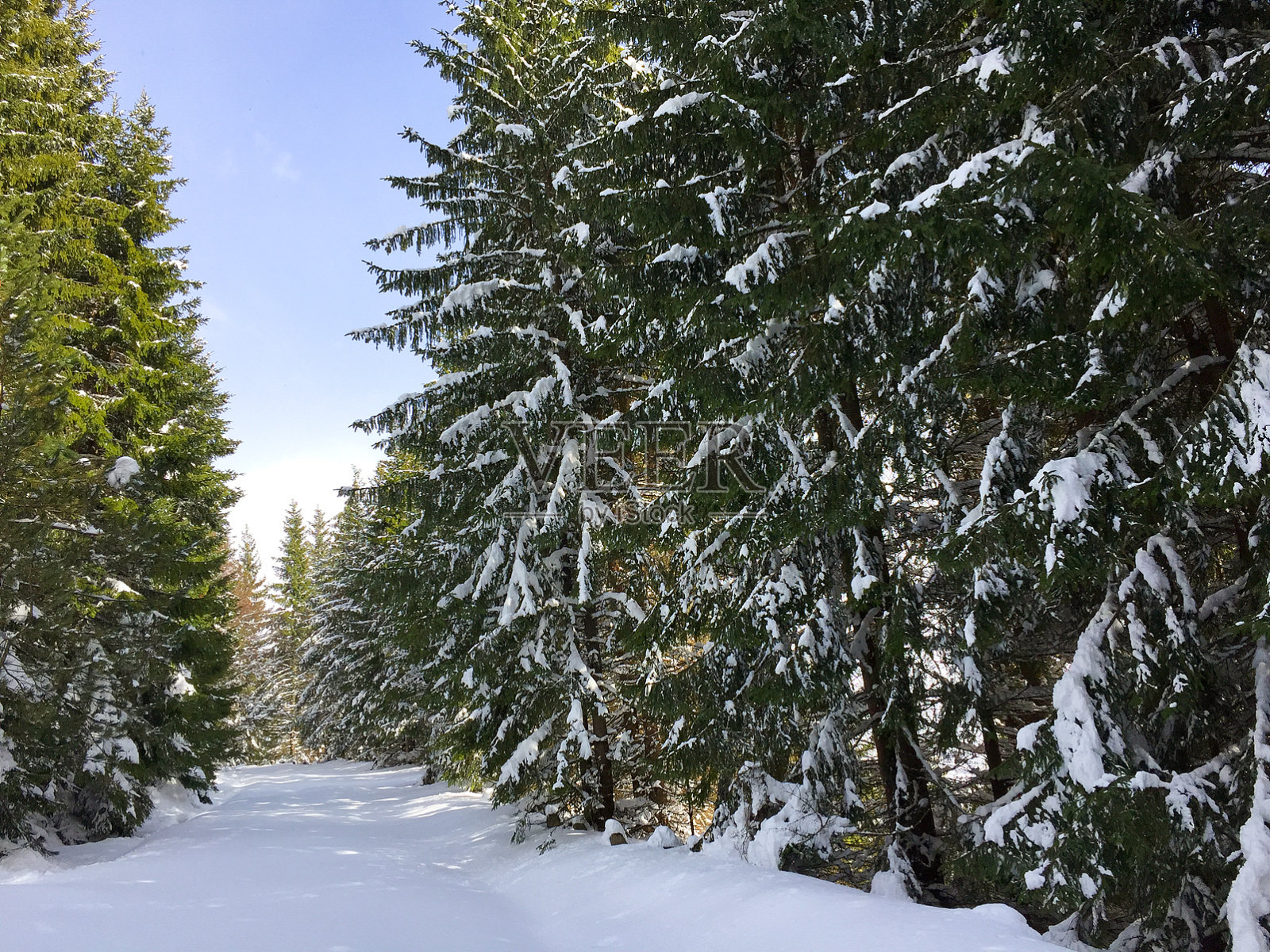 被雪覆盖的道路照片摄影图片