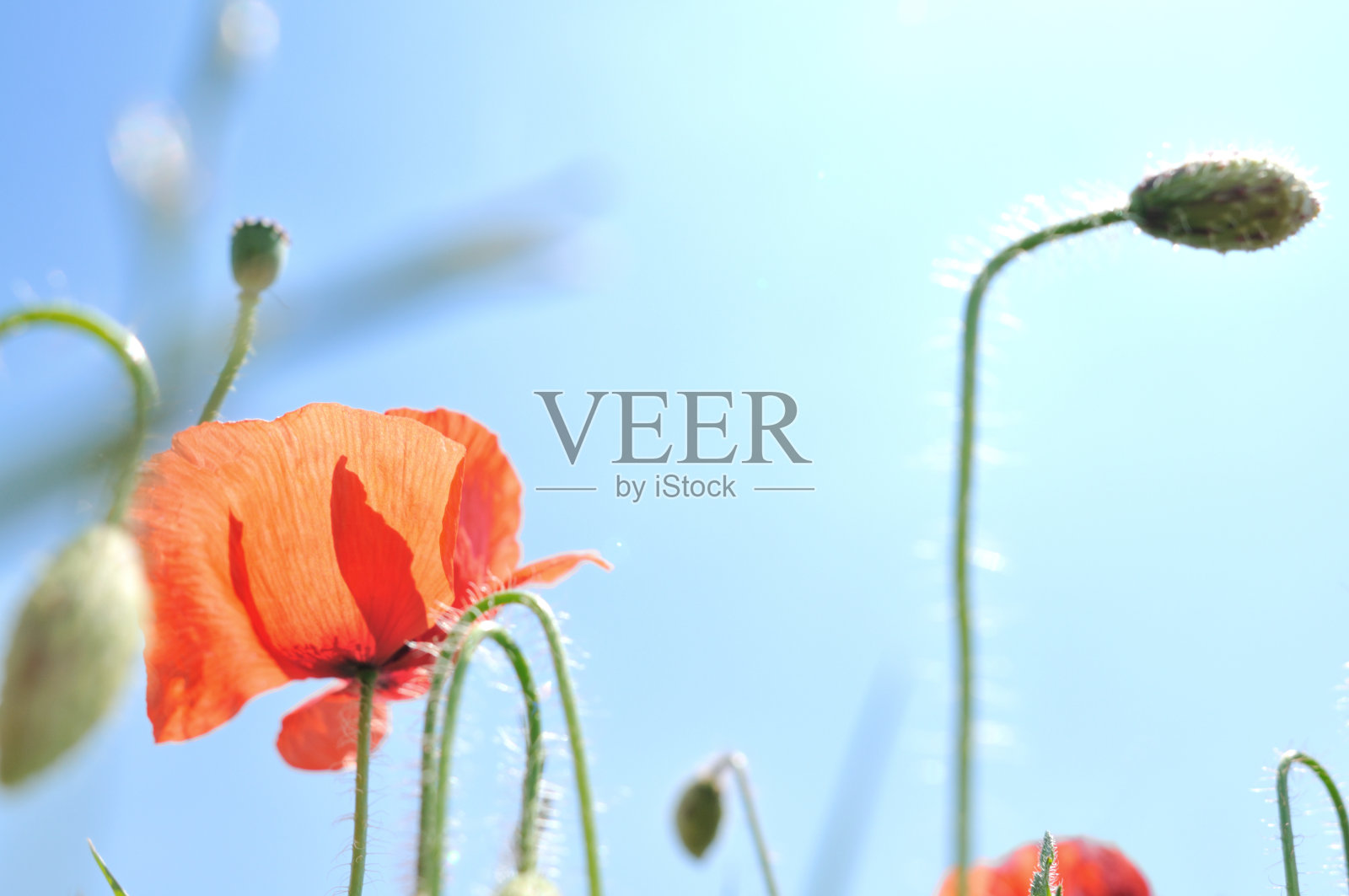 春天领域花照片摄影图片