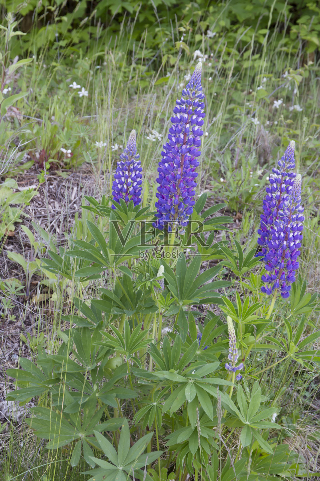 开花蓝羽扇豆(Lupine nootkatensis)照片摄影图片