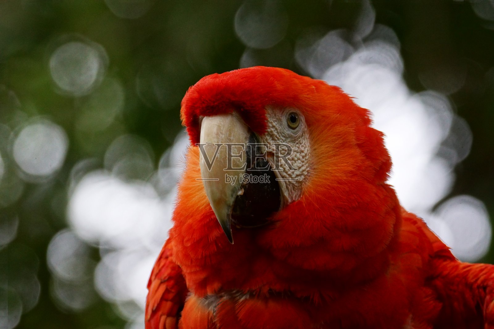 红金刚鹦鹉照片摄影图片