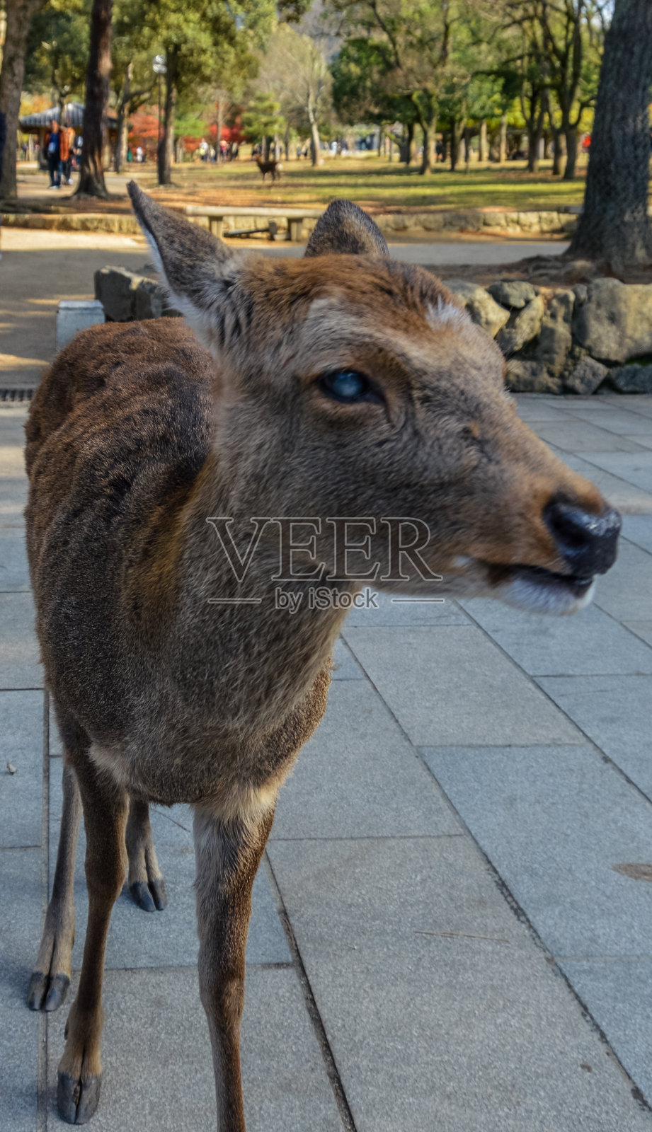 野鹿-奈良，日本照片摄影图片