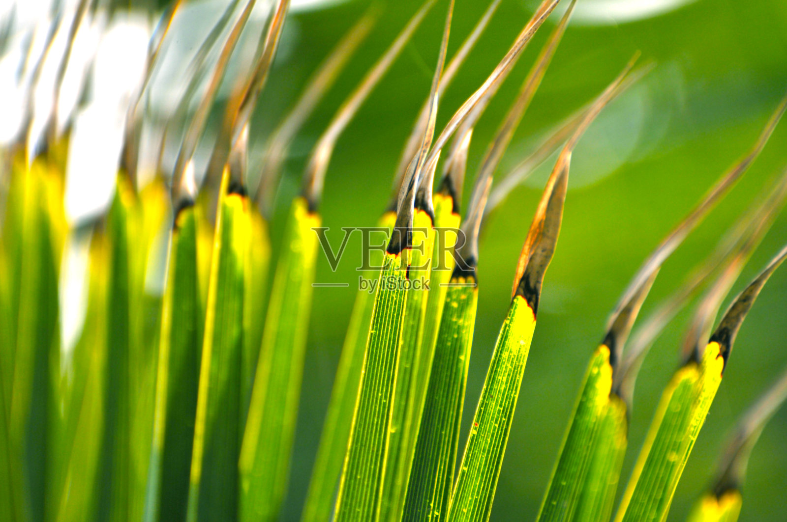 自然美照片摄影图片