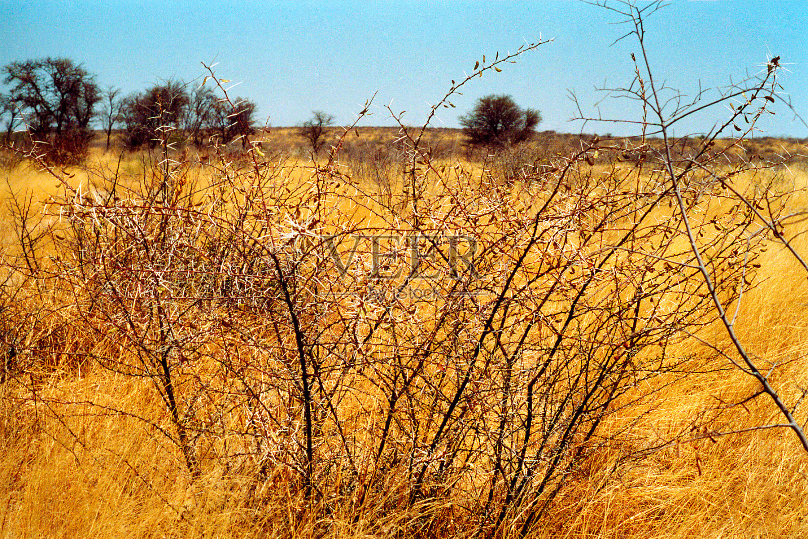 博茨瓦纳:黄草丛中的刺草丛照片摄影图片