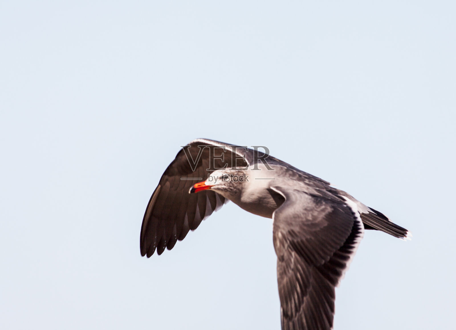 加州黄金照片摄影图片