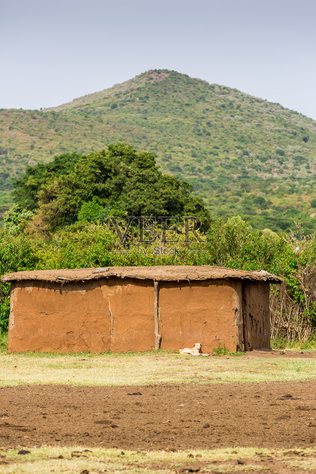 马萨伊·巴拉克的狗照片摄影图片