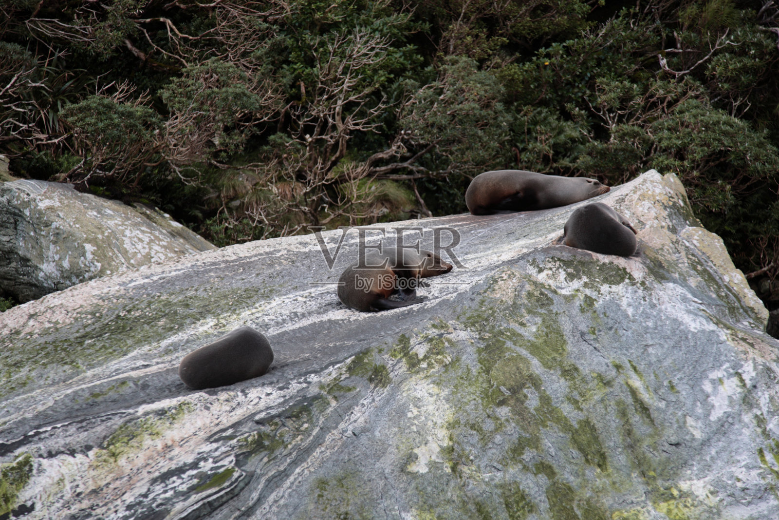 新西兰峡湾国家公园的米尔福德海峡海豹岩石照片摄影图片