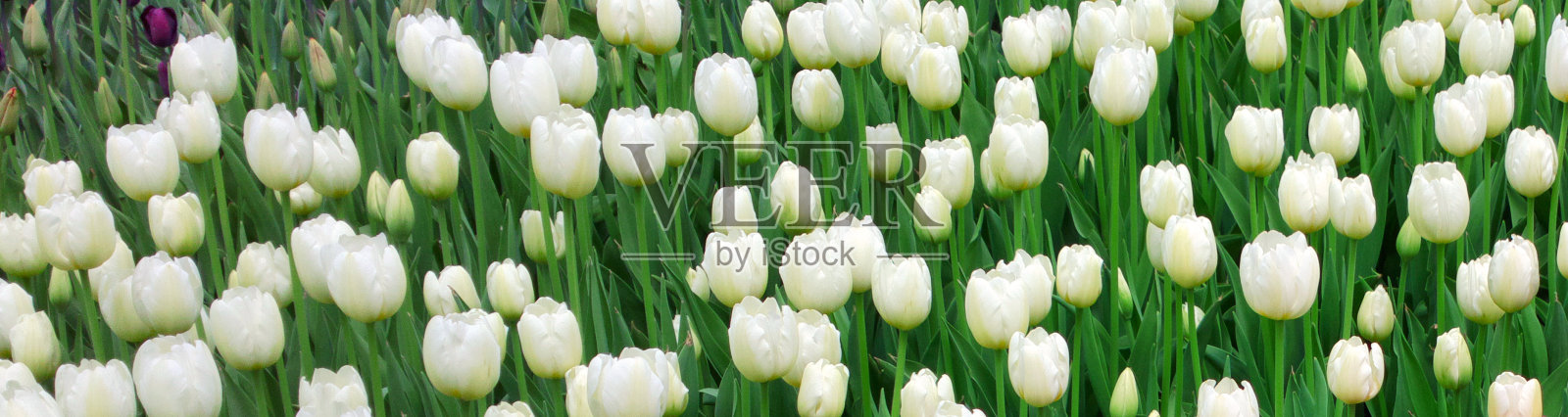 白色郁金香。照片摄影图片