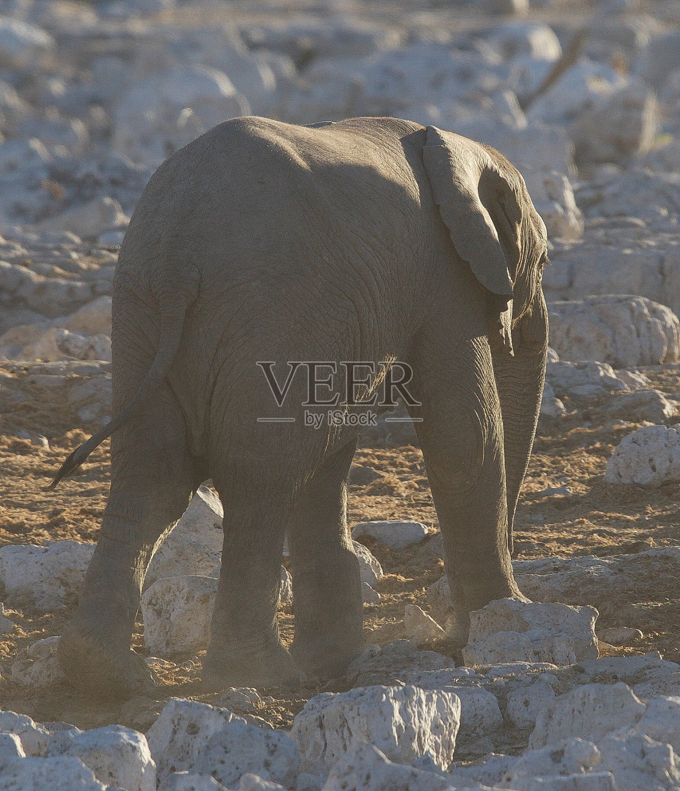 大象照片摄影图片