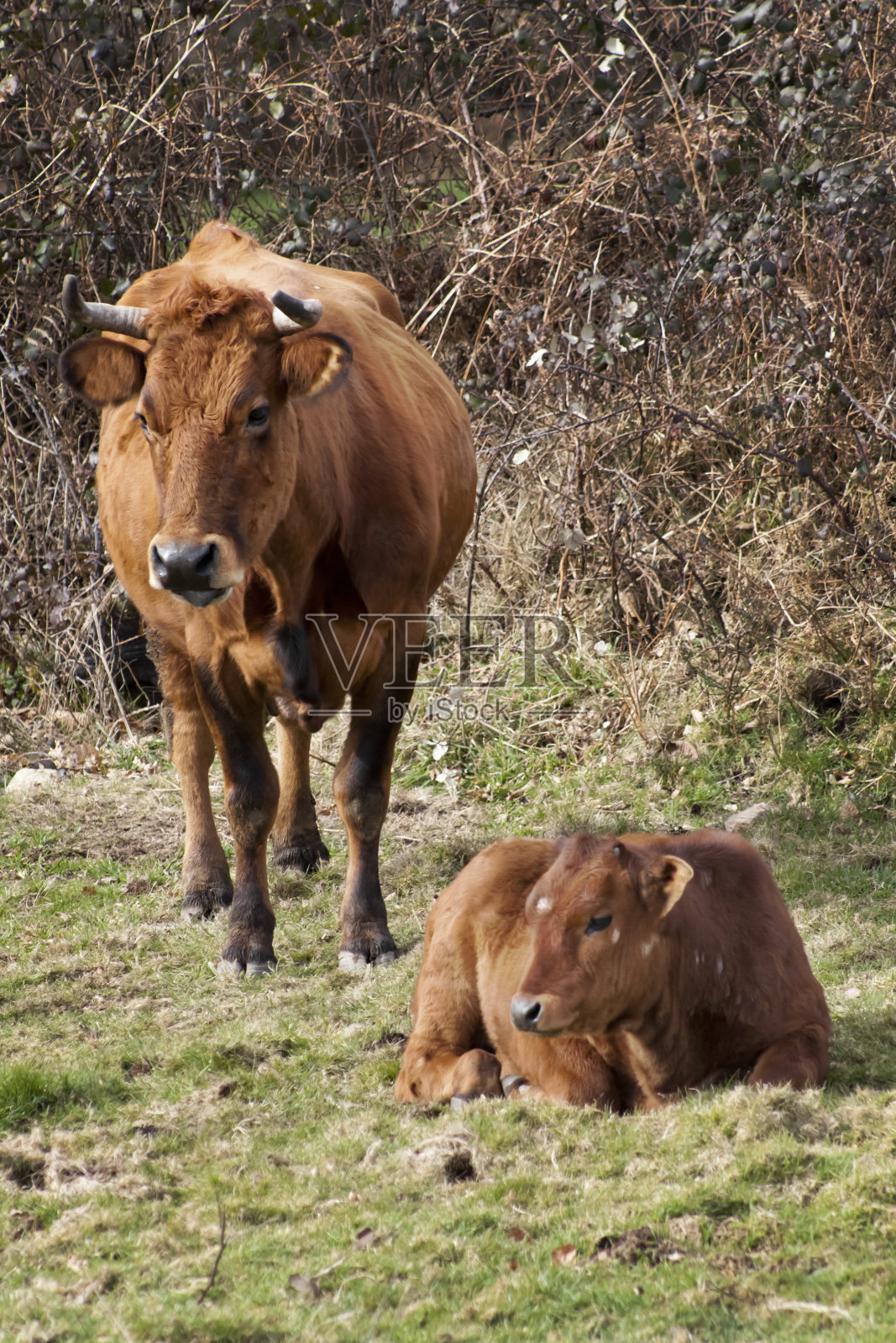 母牛和小牛照片摄影图片