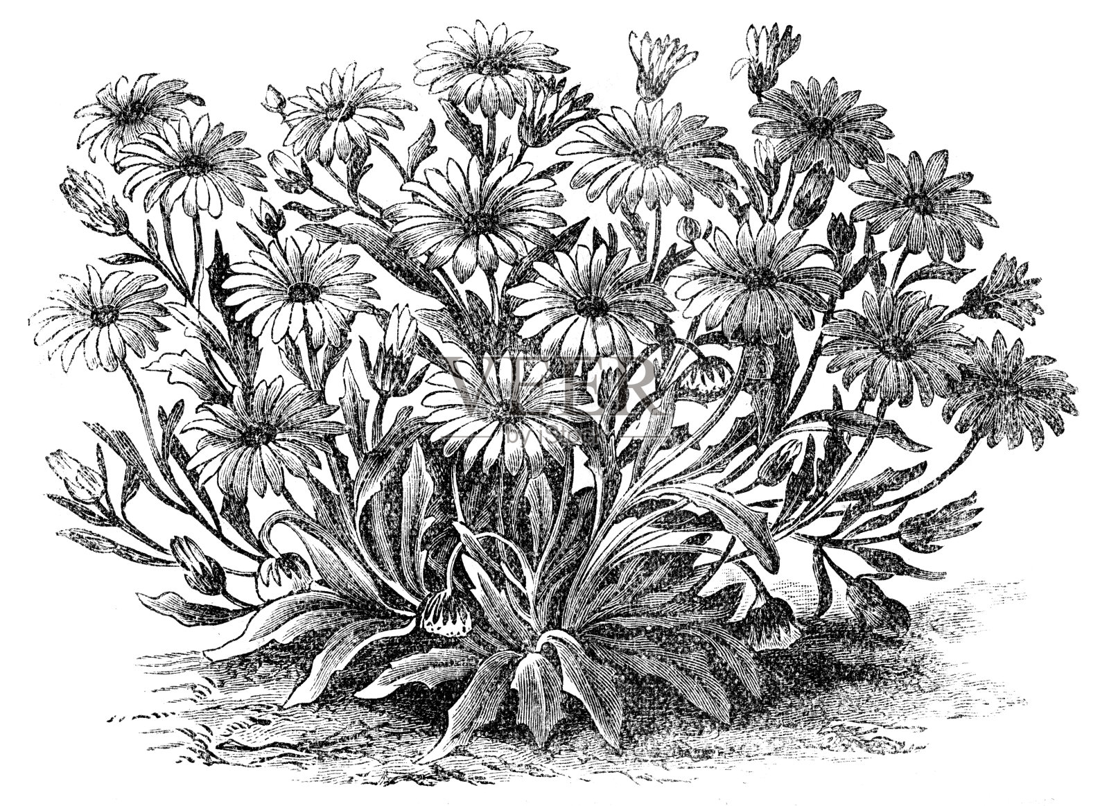 菊科插画图片素材