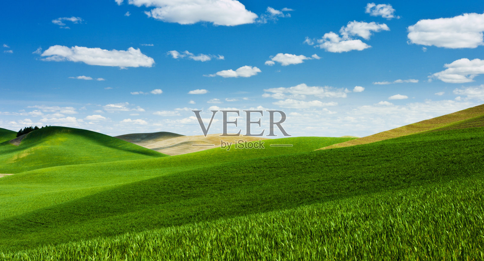 美丽的麦田和白云照片摄影图片