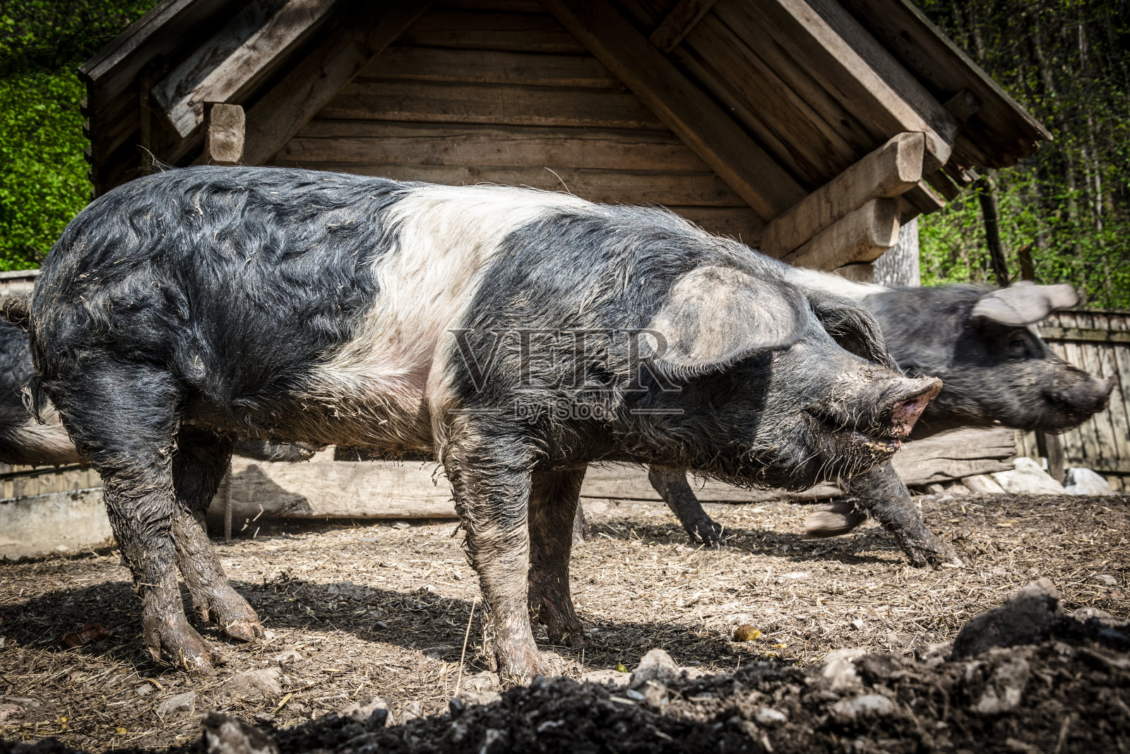 猪在农场照片摄影图片