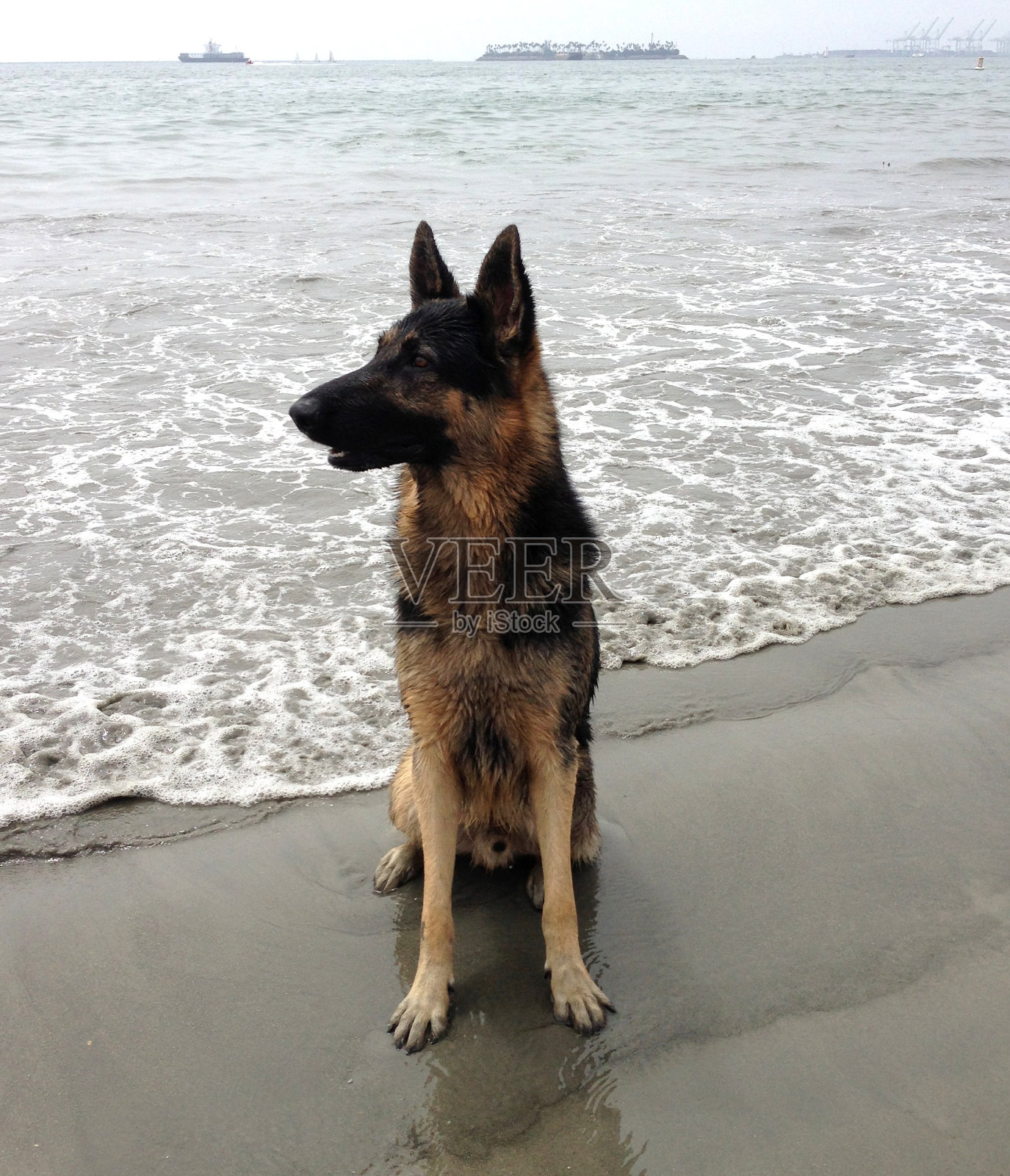 海滩上的德国牧羊犬照片摄影图片