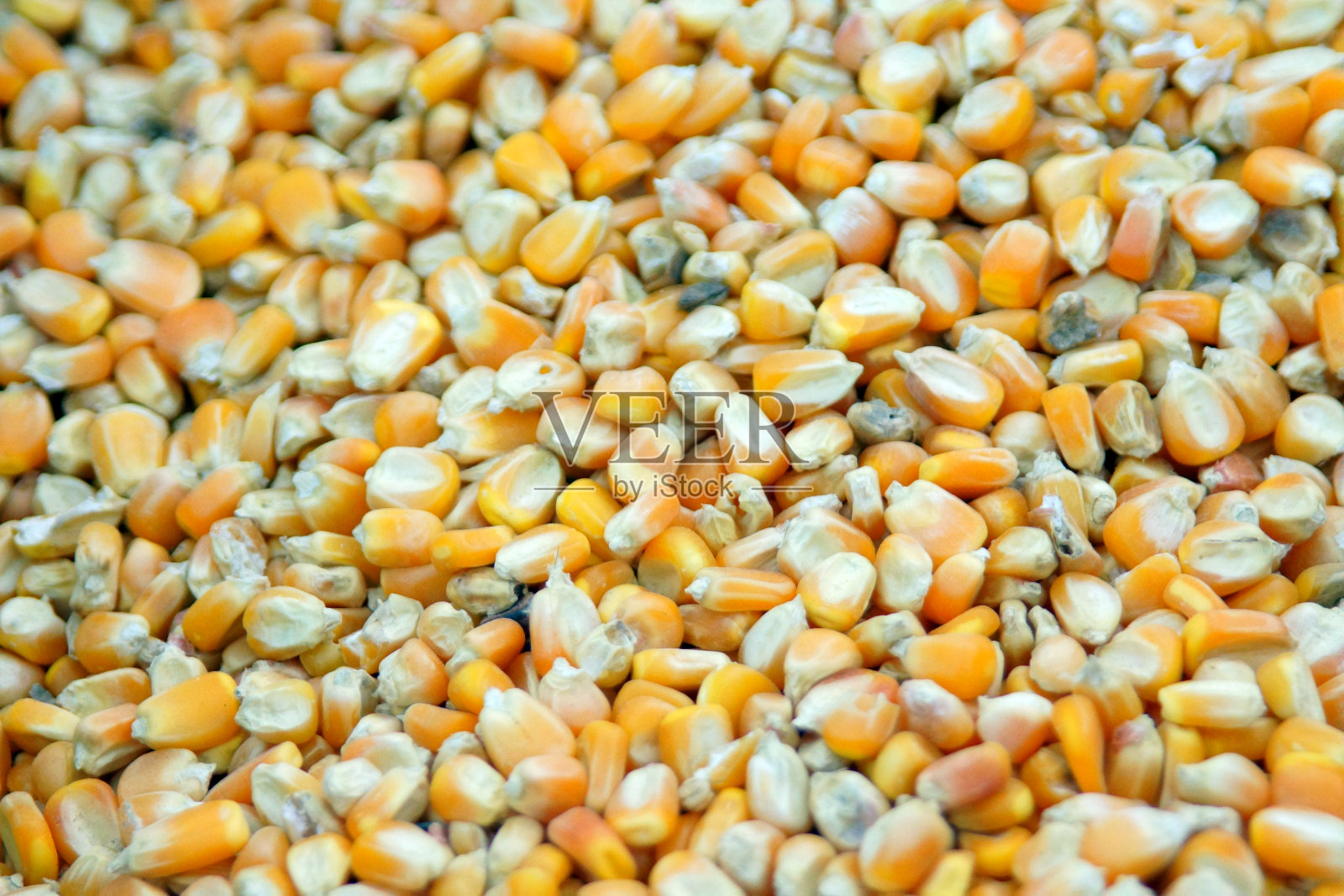 麦斯 / 玉米照片摄影图片